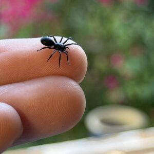 Spider 1:6 scale