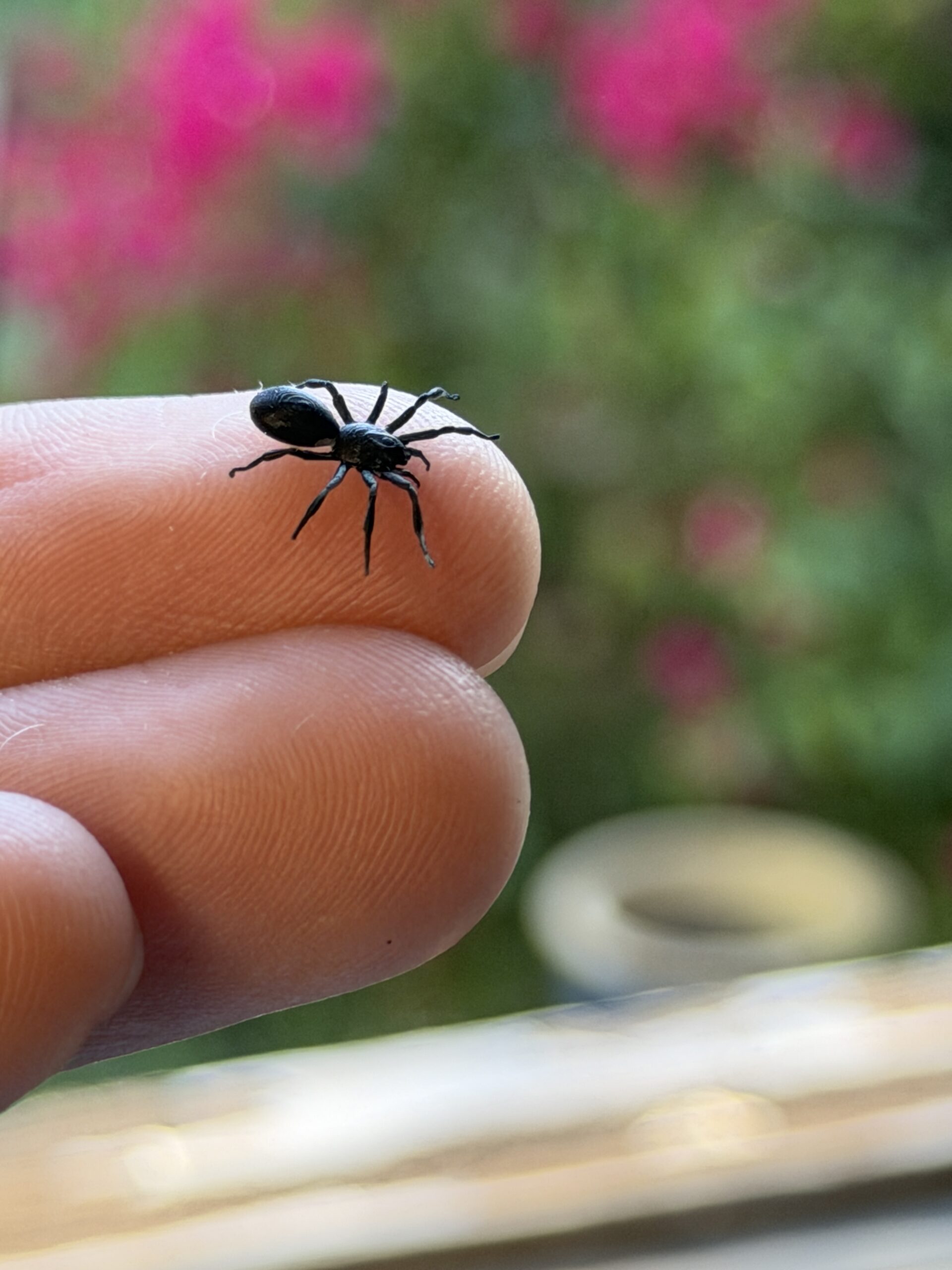 Spider 1:6 scale