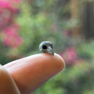 Miniature Bird Skull